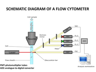 PMT-photomultiplier tubes
ADC-analogue-to-digital converter
SCHEMATIC DIAGRAM OF A FLOW CYTOMETER
 