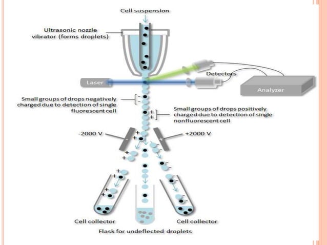 Flow cytometry and fluorescence activated cell sorting (FACS) | PPTX ...