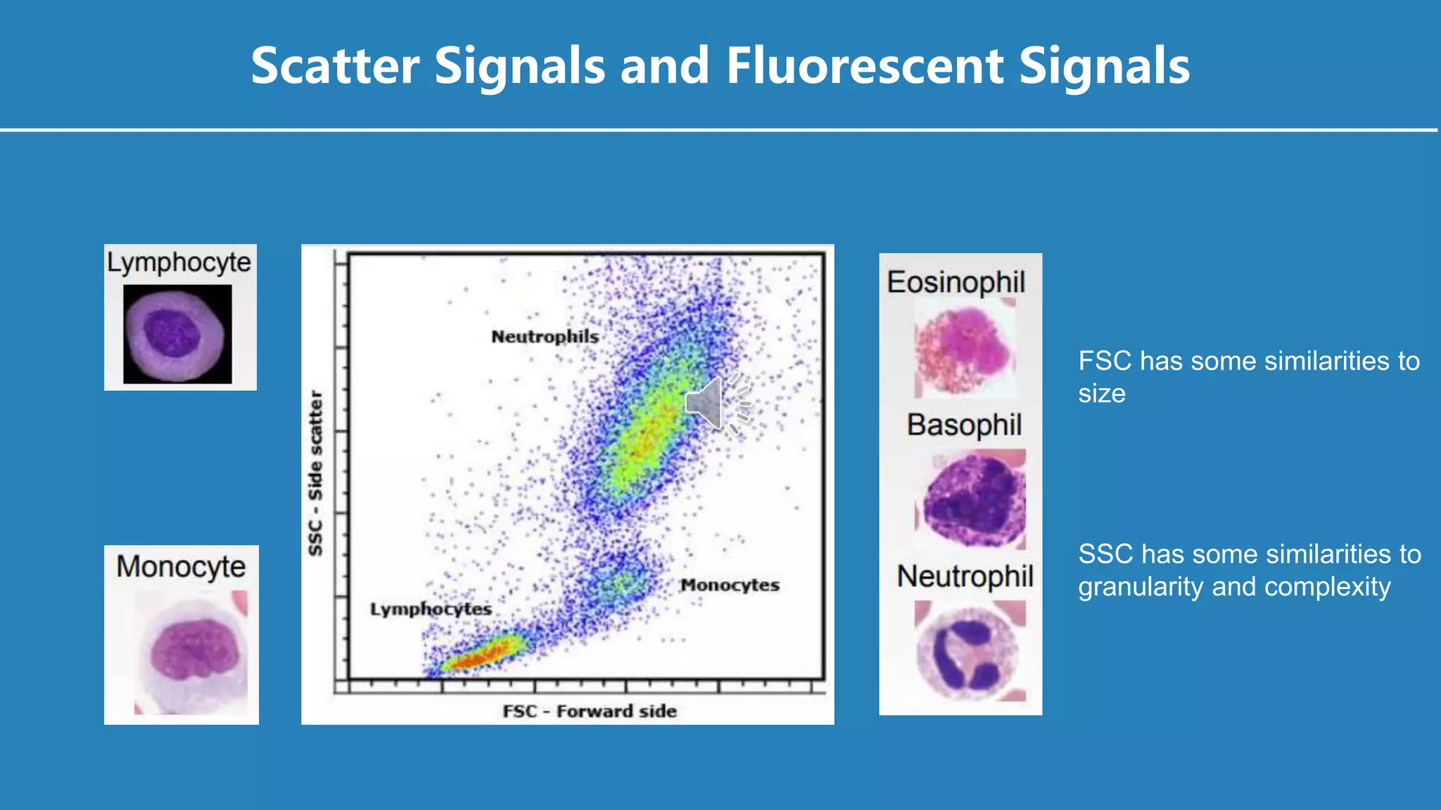 FSC has some similarities to
size
SSC has some similarities to
granularity and complexity
Scatter Signals and Fluorescent Signals
 