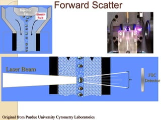 Forward Scatter
FSC
Detector
Laser Beam
Original from Purdue University Cytometry Laboratories
 