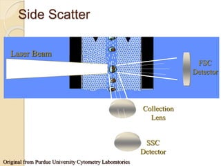Side Scatter
FSC
Detector
Collection
Lens
SSC
Detector
Laser Beam
Original from Purdue University Cytometry Laboratories
 