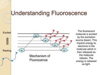 Understanding Fluoroscence
The fluorescent
molecule is excited
by the excitation
source (laser). This
imparts energy to
electrons in the
molecule which in
then released as
the molecule
relaxes. The
energy is released
as light.
e-
Excited
Resting
e-
e-
e-
e-
state
Mechanism of
Fluorscence
 
