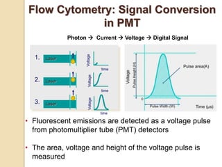 • Fluorescent emissions are detected as a voltage pulse
from photomultiplier tube (PMT) detectors
• The area, voltage and height of the voltage pulse is
measured
Voltage
Laser
Laser
Laser
time
time
time
Voltage
Voltage
1.
2.
3.
Flow Cytometry: Signal Conversion
in PMT
Photon  Current  Voltage  Digital Signal
 