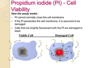 Propidium iodide (PI) - Cell
Viability
How the assay works:
 PI cannot normally cross the cell membrane
 If the PI penetrates the cell membrane, it is assumed to be
damaged
 Cells that are brightly fluorescent with the PI are damaged or
dead
PI
PI
PI
PI
PI
PI
PI
PI
PI
PI
PI
PI
PI
PI
Viable Cell Damaged Cell
 