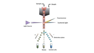 Comprehensive Overview of Flow Cytometry Principles and Applications | PPTX