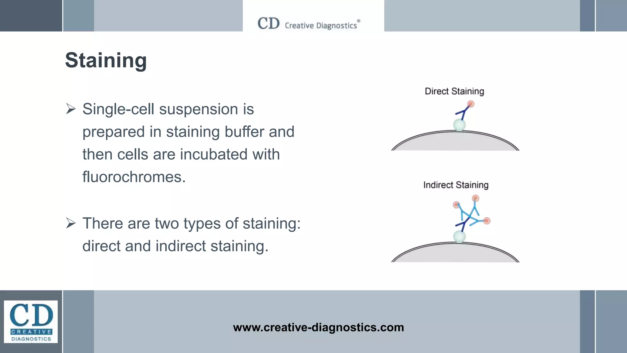 www.creative-diagnostics.com
Staining
 Single-cell suspension is
prepared in staining buffer and
then cells are incubated with
fluorochromes.
 There are two types of staining:
direct and indirect staining.
 