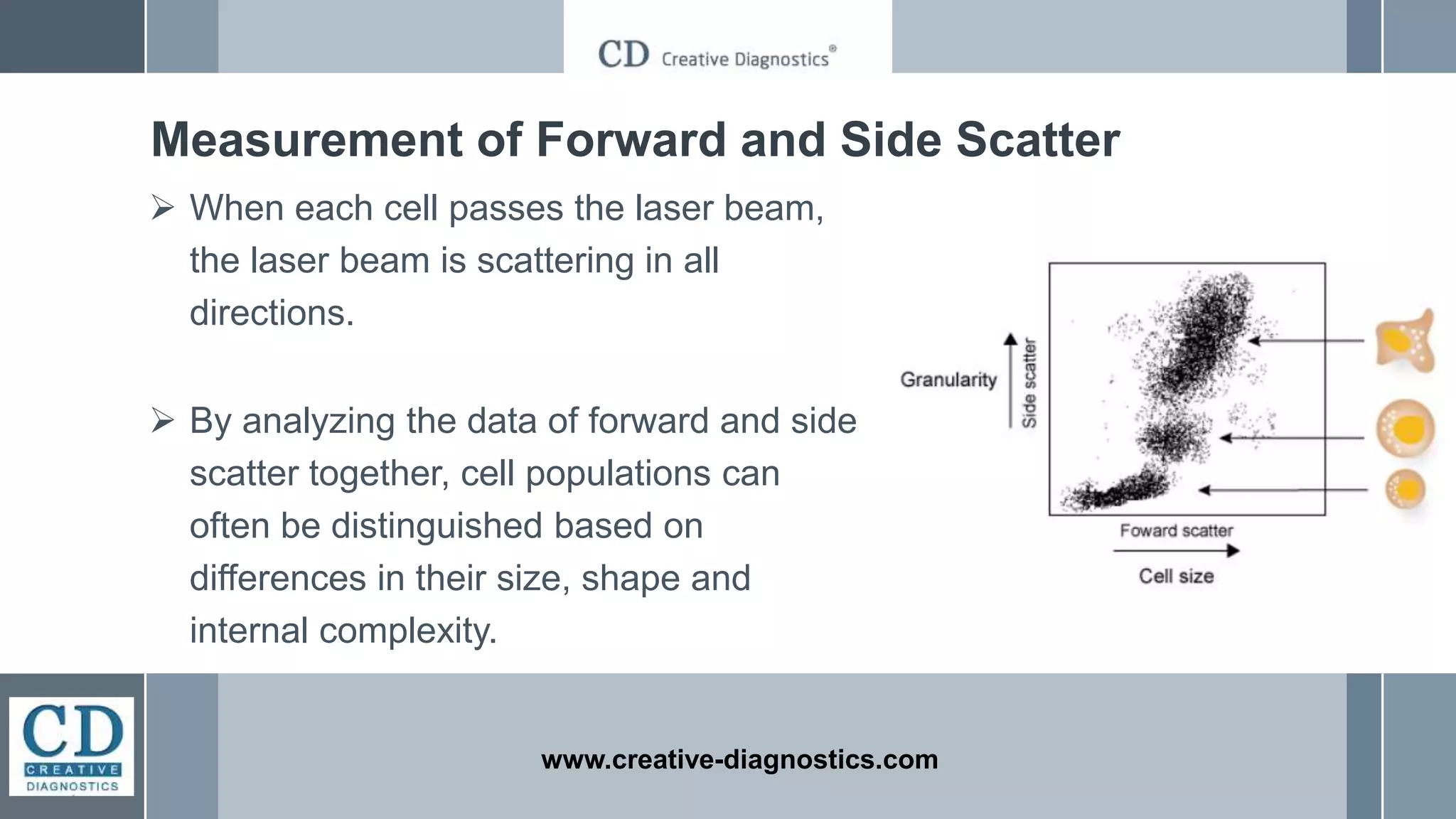  When each cell passes the laser beam,
the laser beam is scattering in all
directions.
 By analyzing the data of forward and side
scatter together, cell populations can
often be distinguished based on
differences in their size, shape and
internal complexity.
www.creative-diagnostics.com
Measurement of Forward and Side Scatter
 