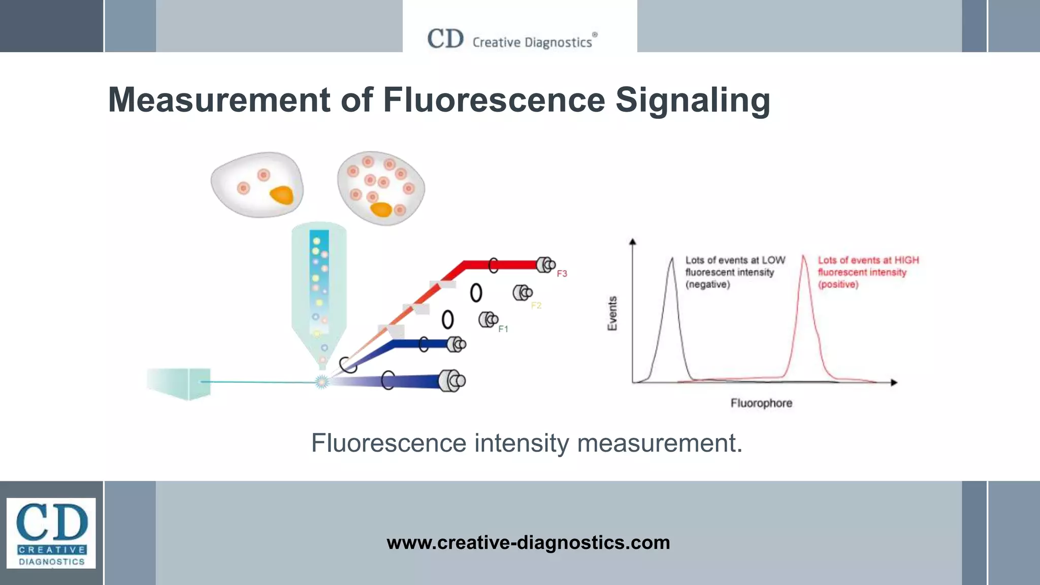 www.creative-diagnostics.com
Measurement of Fluorescence Signaling
Fluorescence intensity measurement.
 