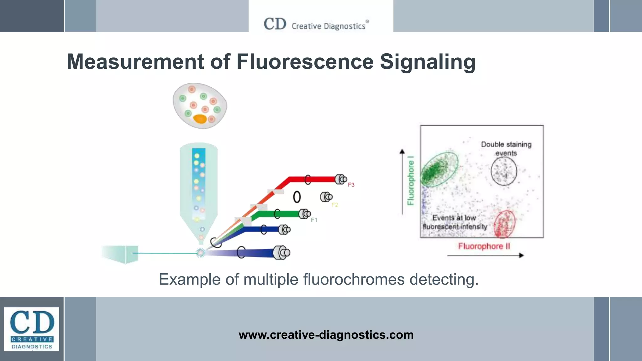 www.creative-diagnostics.com
Measurement of Fluorescence Signaling
Example of multiple fluorochromes detecting.
 