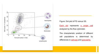 Figure: Dot plot of FS versus SS.
Each dot represents a single cell
analyzed by the flow cytometer.
The characteristic position of different
cell populations is determined by
differences in cell size and granularity.
 