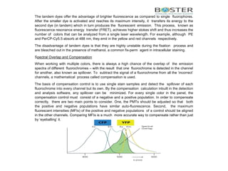 The tandem dyes offer the advantage of brighter fluorescence as compared to single fluorophores.
After the smaller dye is activated and reaches its maximum intensity, it transfers its energy to the
second dye (in tandem) which in turn produces the fluorescent emission. This process, known as
ﬂuorescence resonance energy transfer (FRET), achieves higher stokes shift and thus increases the
number of colors that can be analyzed from a single laser wavelength. For example, although PE
and PerCP-Cy5.5 absorb at 488 nm, they emit in the yellow and red channels respectively.
The disadvantage of tandem dyes is that they are highly unstable during the fixation process and
are bleached out in the presence of methanol, a common fix-perm agent in intracellular staining.
Spectral Overlap and Compensation
When working with multiple colors, there is always a high chance of the overlap of the emission
spectra of different fluorochromes – with the result that one fluorochrome is detected in the channel
for another, also known as spillover. To subtract the signal of a fluorochrome from all the ‘incorrect’
channels, a mathematical process called compensation is used.
The basis of compensation control is to use single stain samples and detect the spillover of each
fluorochrome into every channel but its own. By the compensation calculation inbuilt in the detection
and analysis software, any spillover can be minimized. For every single color in the panel, the
compensation control must consist of a negative and a positive population. In order to compensate
correctly, there are two main points to consider. One, the PMTs should be adjusted so that both
the positive and negative populations have similar auto-fluorescence. Second, the maximum
fluorescent intensities (MFIs) of the positive and negative populations of a control should be aligned
in the other channels. Comparing MFIs is a much more accurate way to compensate rather than just
by ‘eyeballing’ it.
 