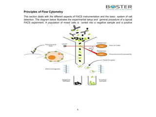 Flow Cytometry Panel Design Components A Guide To Flow Cytometry: Components, Basic Principles – UQZT
