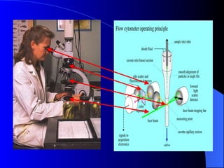 Background information on flow cytometry | PPT