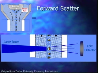 Forward Scatter
FSC
Detector
Laser Beam
Original from Purdue University Cytometry Laboratories
 