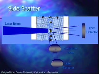 Side Scatter
FSC
Detector
Collection
Lens
SSC
Detector
Laser Beam
Original from Purdue University Cytometry Laboratories
 