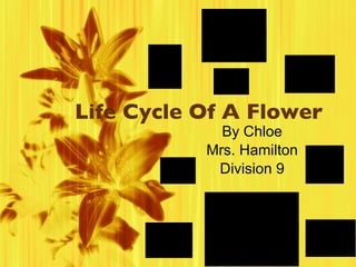 Life Cycle Of A Flower By Chloe Mrs. Hamilton Division 9 