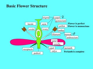 Basic Flower Structure stigma style ovary locule ovule carpel gynoecium pollen anther filament stamen androecium petal corolla perianth sepal calyx receptacle pedicel Perianth is complete Flower is perfect Flower is monoecious 