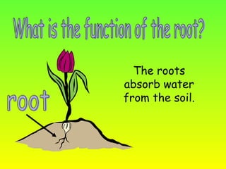 What is the function of the root? root The roots absorb water from the soil. 