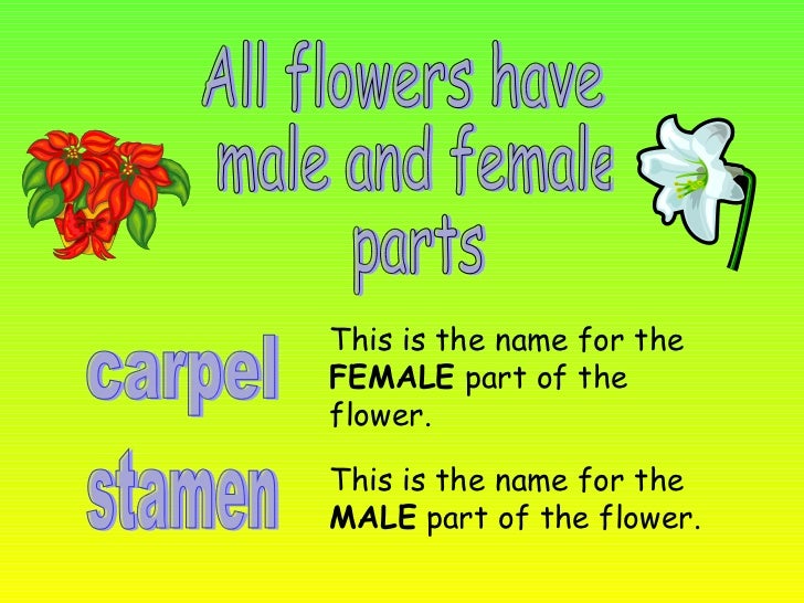 Flower Flower