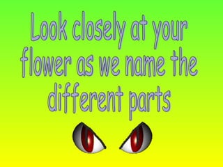 Look closely at your flower as we name the different parts 