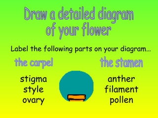 Draw a detailed diagram  of your flower Label the following parts on your diagram… the carpel the stamen stigma style ovary anther filament pollen 