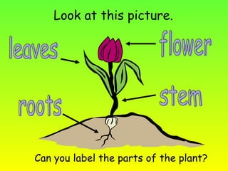 Look at this picture. Can you label the parts of the plant? roots stem leaves flower 