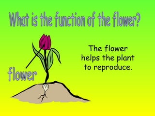 What is the function of the flower? flower The flower helps the plant to reproduce. 