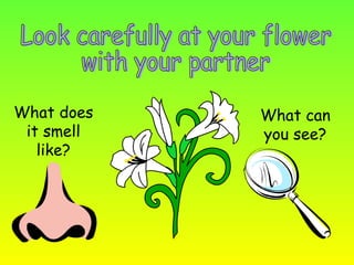 Look carefully at your flower  with your partner What does it smell like? What can you see? 