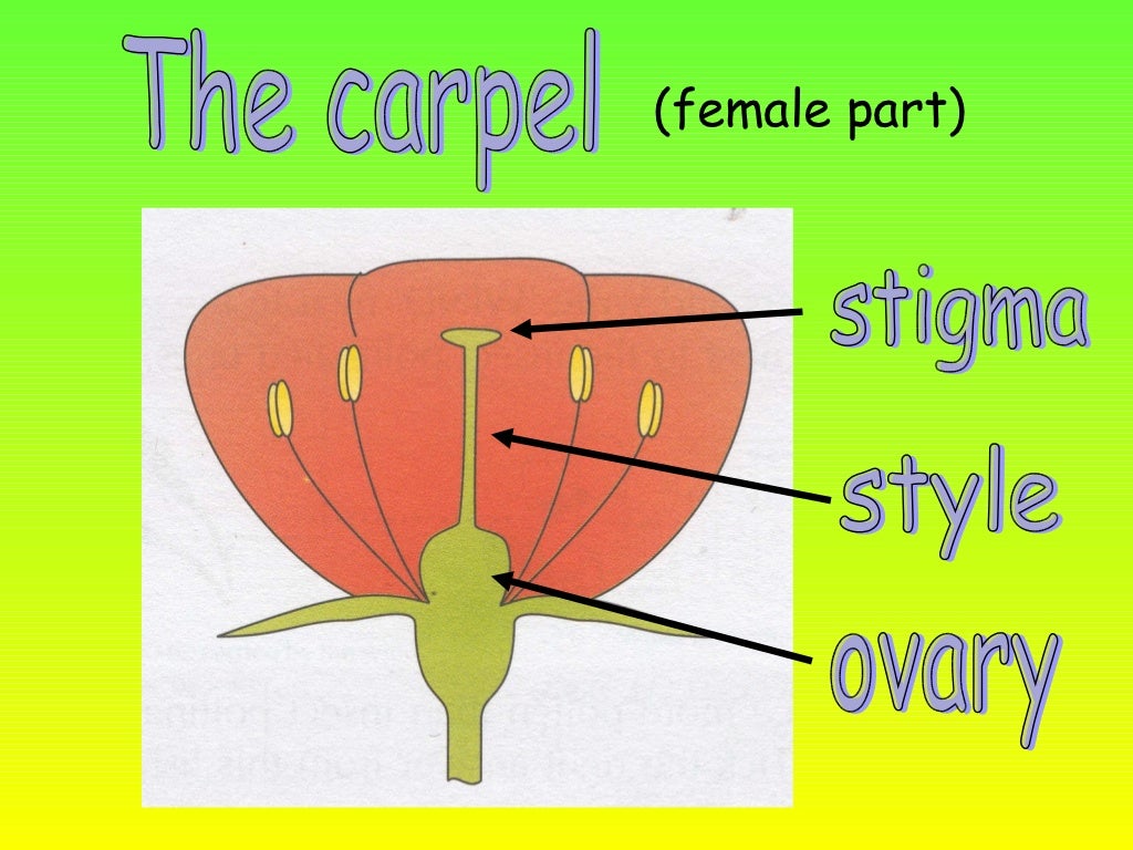 The parts of the flowers