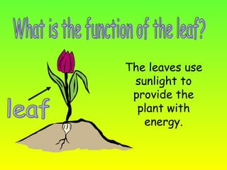 Parts of plants | PPT