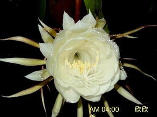 AM 04:00 
 