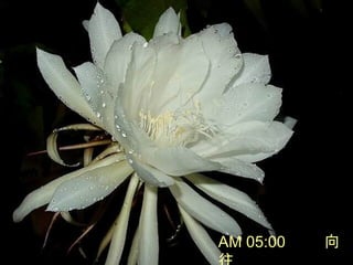AM 05:00 
 
