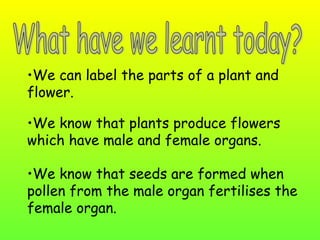 •We can label the parts of a plant and
flower.

•We know that plants produce flowers
which have male and female organs.

•We know that seeds are formed when
pollen from the male organ fertilises the
female organ.
 