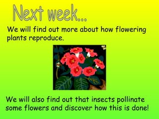 We will find out more about how flowering
plants reproduce.




We will also find out that insects pollinate
some flowers and discover how this is done!
 