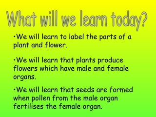 •We will learn to label the parts of a
plant and flower.

•We will learn that plants produce
flowers which have male and female
organs.
•We will learn that seeds are formed
when pollen from the male organ
fertilises the female organ.
 