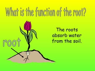 The roots
absorb water
from the soil.
 