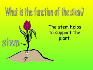 The stem helps
to support the
     plant.
 