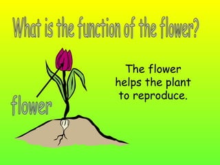 The flower
helps the plant
 to reproduce.
 