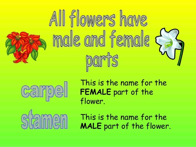 Parts of a Flower