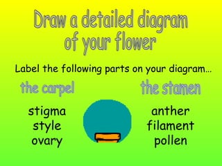 Label the following parts on your diagram…

stigma
style
ovary

anther
filament
pollen

 