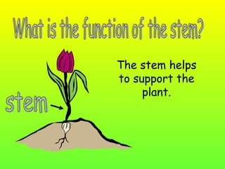 The stem helps
to support the
plant.

 