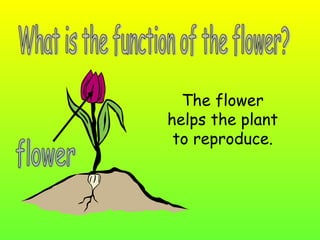 The flower
helps the plant
to reproduce.

 