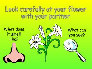 What does
it smell
like?

What can
you see?

 