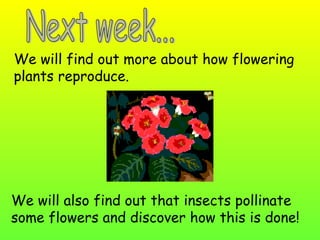 We will find out more about how flowering
plants reproduce.

We will also find out that insects pollinate
some flowers and discover how this is done!

 