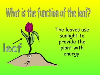 The leaves use
sunlight to
provide the
plant with
energy.

 
