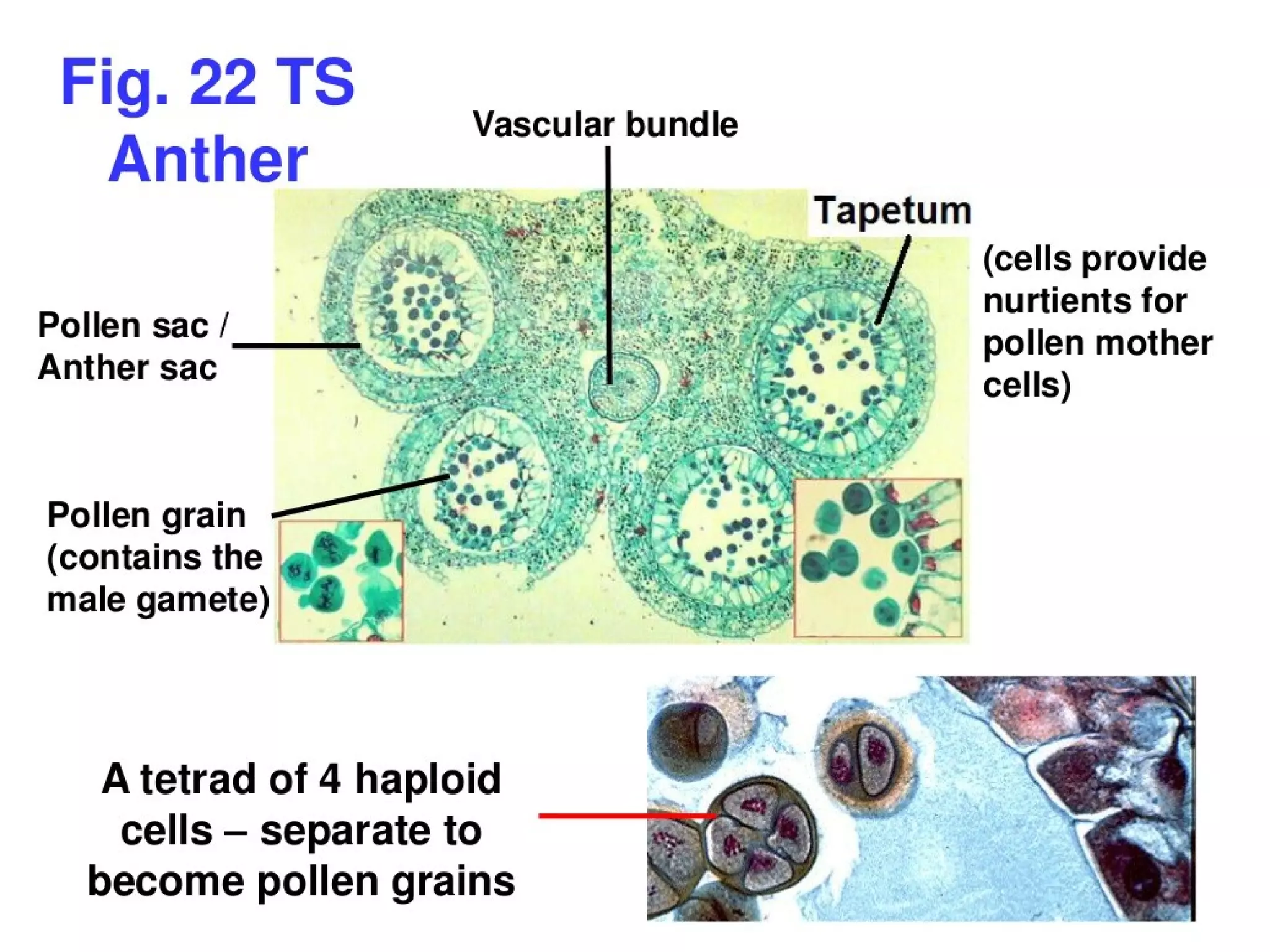 Flower structure and pollination mechanisms | PPT