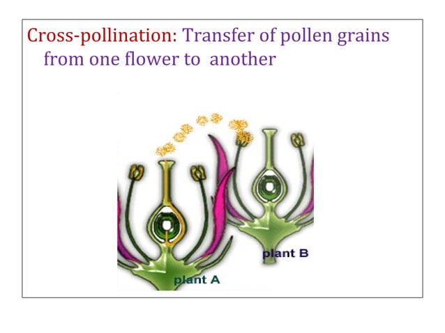 Flower structure and pollination mechanisms | PPT