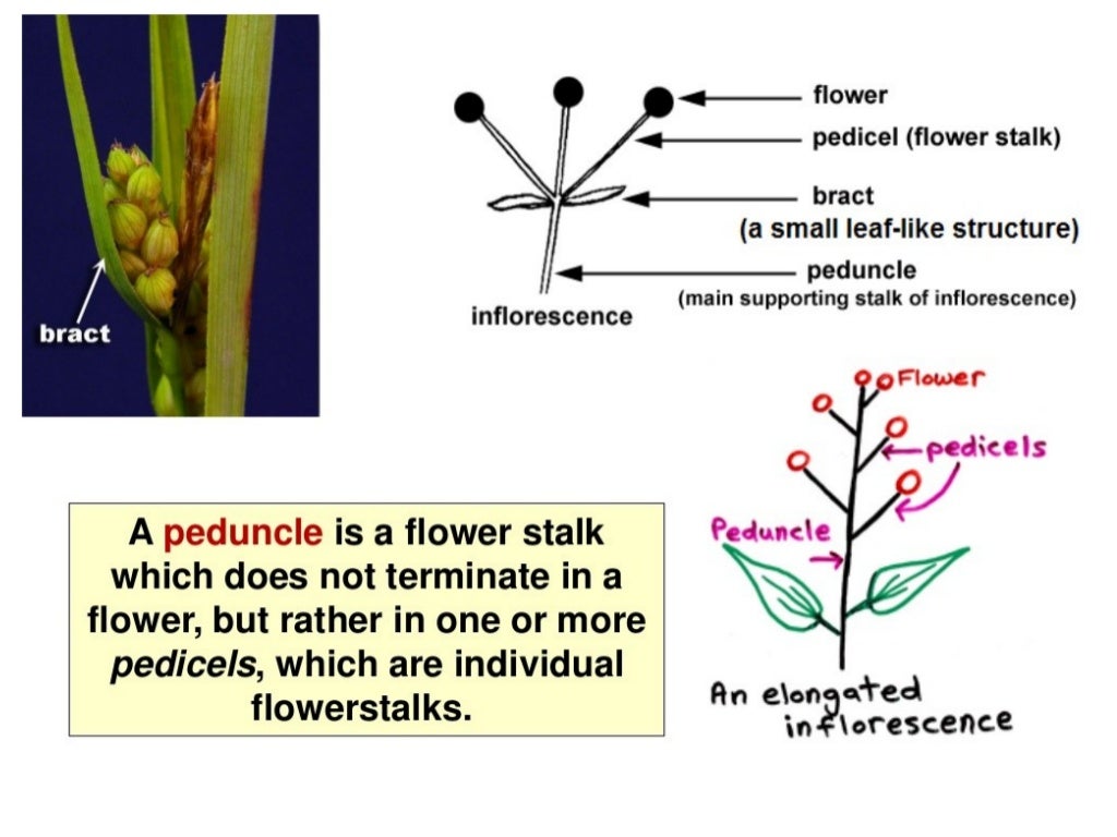 Flower structure and pollination mechanisms