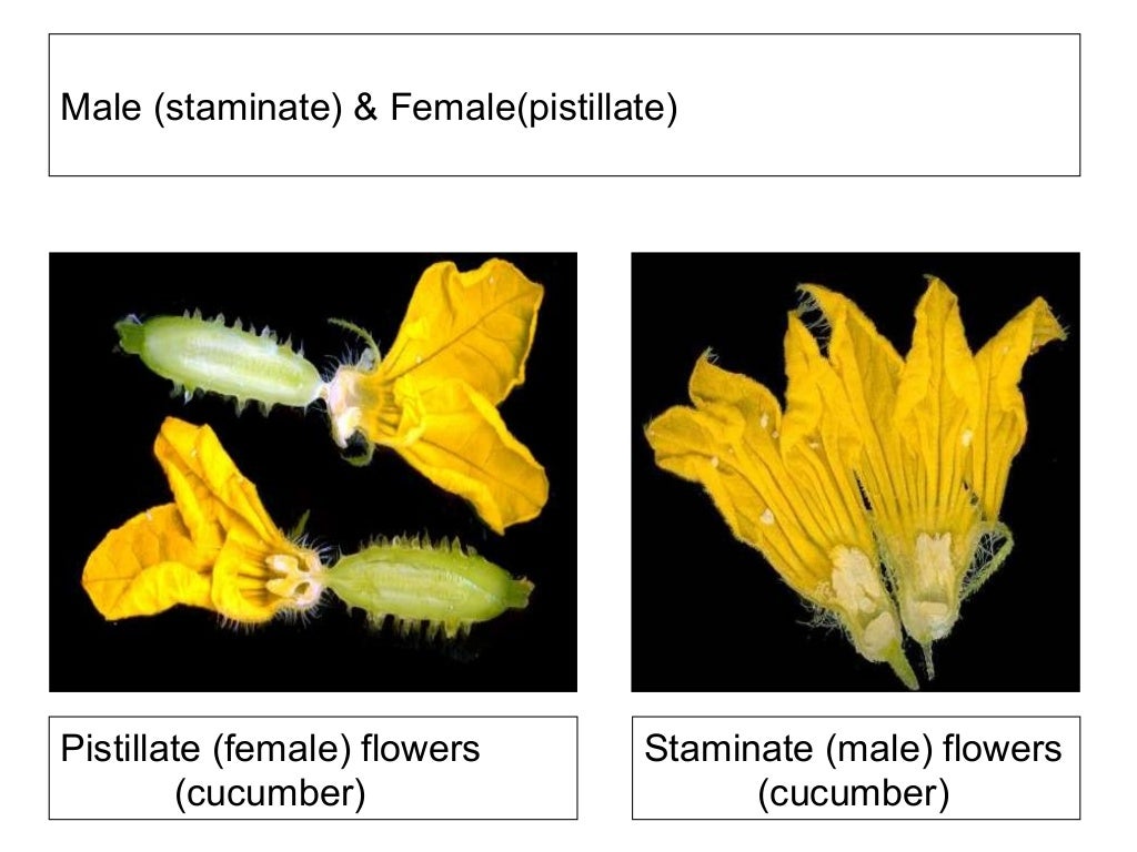 Flower structure and pollination mechanisms