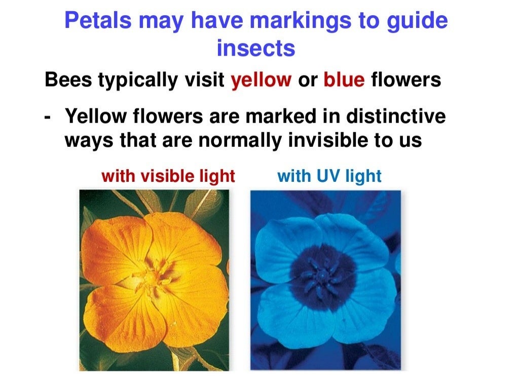 Flower structure and pollination mechanisms